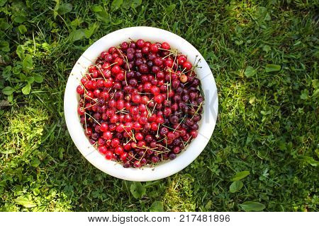 Close up of pile of ripe cherries with stalks and leaves. Large collection of fresh red cherries. Ripe cherries background.