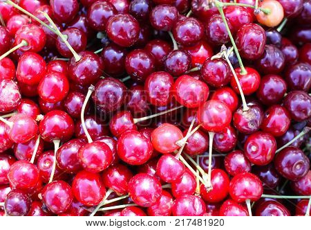 Ripe red sweet cherries with stalks close up.