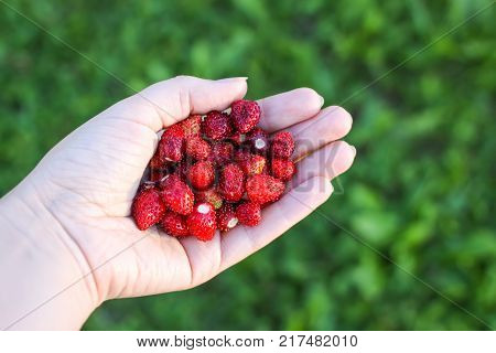 Ripe sweet red forest strawberries in a hand close up.