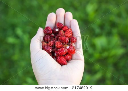 Ripe sweet red forest strawberries in a hand close up.