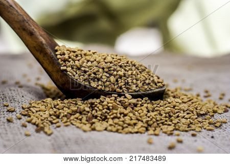Fenugreek Seeds In A Wooden Scoop On A Gunny Background.