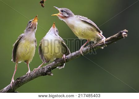 a small bird with its merry singing