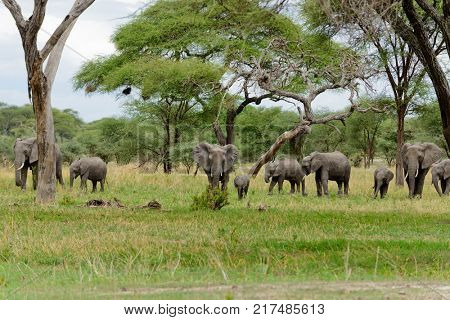 Closeup of African Elephant (scientific name: Loxodonta africana, or 