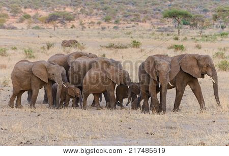 Closeup of African Elephant (scientific name: Loxodonta africana, or 
