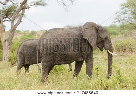 Closeup of African Elephant (scientific name: Loxodonta africana, or 