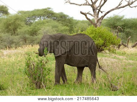Closeup of African Elephant (scientific name: Loxodonta africana, or 