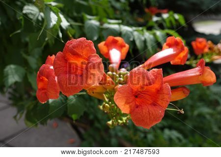 Bright reddish orange flowers of Campsis radicans vine