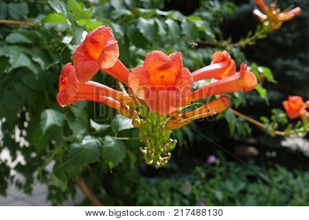 Hummingbird vine with orange flowers in summer