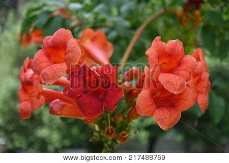 Orange trumpet shaped flowers of Campsis radicans