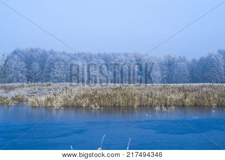 Morning landscape pond in a frosty winter morning
