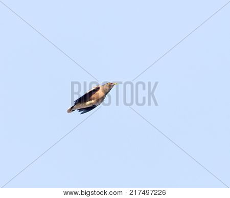 Starling in flight against blue sky . In the park in nature