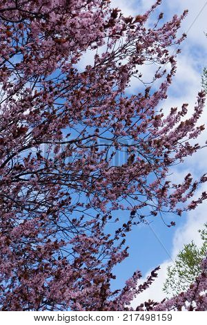 Branches of prunus pissardii in bloom against the sky