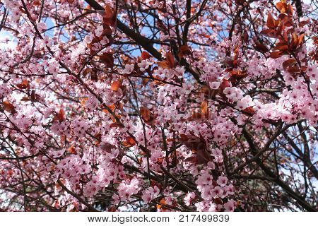 Simple pink flowers of Prunus cerasifera pissardii