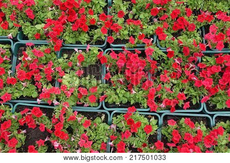 Pans with flowering bright scarlet red petunias