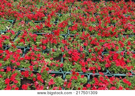 Red petunias in boxes at flower market