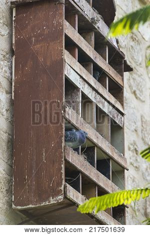 Dovecote big wooden house for birds of pigeons