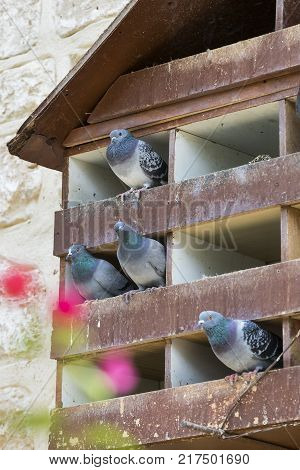 Dovecote big wooden house for birds of pigeons