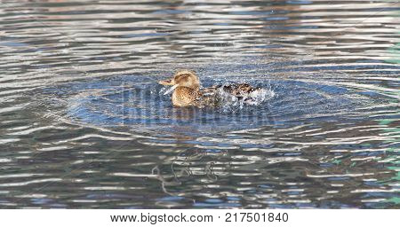 duck in the lake in nature . In the park in nature