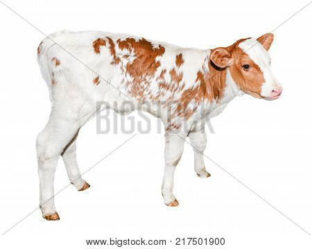 Beautiful little red and white spotted calf isolated on white. Funny red little cow full length isolated on white background. Farm animals. The calf turned two weeks old full length