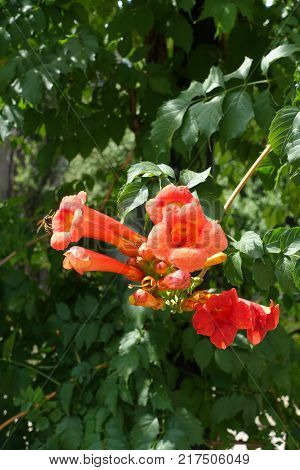 Wasp near orange flowers of Campsis radicans