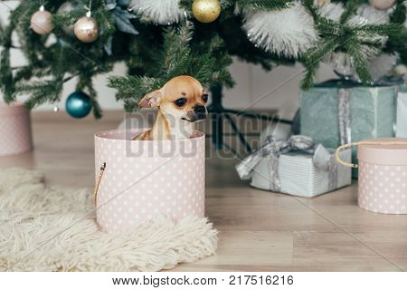 New Year holidays. The time to realize dreams. A gift in the box. New Year's Symbol. The dog is sitting in a gift box