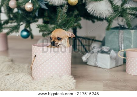 New Year holidays. The time to realize dreams. A gift in the box. New Year's Symbol. The dog is sitting in a gift box