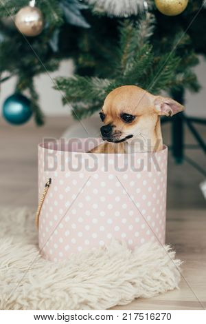 New Year holidays. The time to realize dreams. A gift in the box. New Year's Symbol. The dog is sitting in a gift box