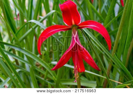 Jacobean lily amaryllis flower in full bloom nature background