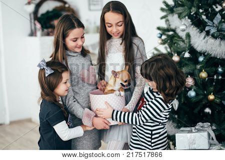 Four girls are standing by the fir-trees and looking at the gifts. New Year holidays. The time to realize dreams. A gift in the box. New Year's Symbol