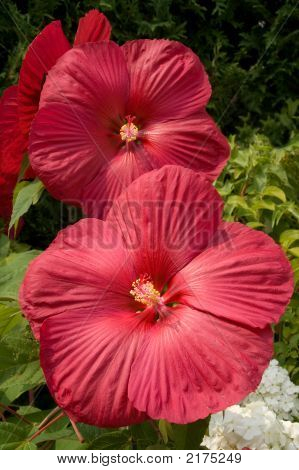 Hardy Hibiscus (Hibiscus Moscheutos)