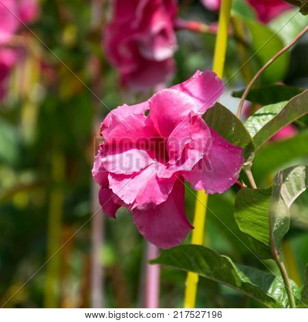 Mandevilla x hybrida Summer Romance Double Pink vigorous vine with green leaves and large double pink flowers blooming most of the summer