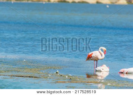 Group of pink flamingos in Molentargius. Sardinia Italy