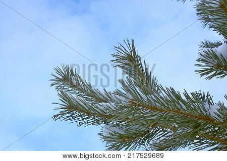 A branch of pine with green sharp needles. On needles lies bluish fluffy snow. Background blue sky with purple clouds.