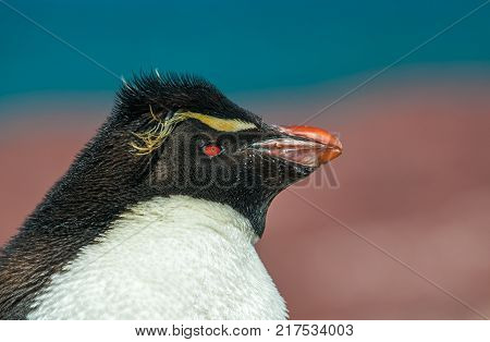 Rockhopper penguin in Patagonia Argentina South America