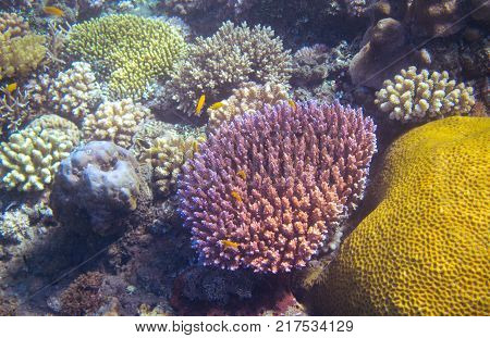 Underwater landscape with coral reef and tropical fish. Colorful coral undersea photo. Sea bottom with coral ecosystem. Tropical seashore snorkeling. Marine relief. Tropic lagoon. Tropical seascape