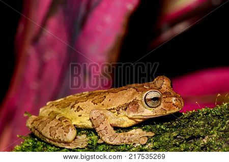 A close up of a Common Mexican Tree Frog in Costa Rica