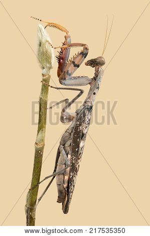 Brown Shield Praying Mantis (Rhombomantis fusca) climbing a plant stem