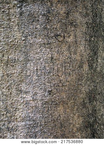 bark of the staff vine elaeodendron orientale