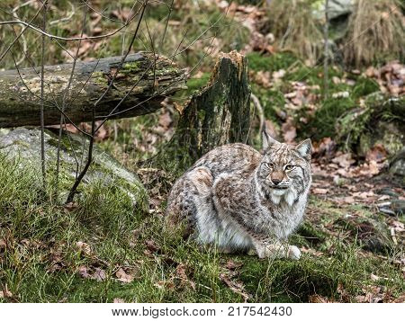 Eurasian lynx resting on the ground with green and brown forest floor