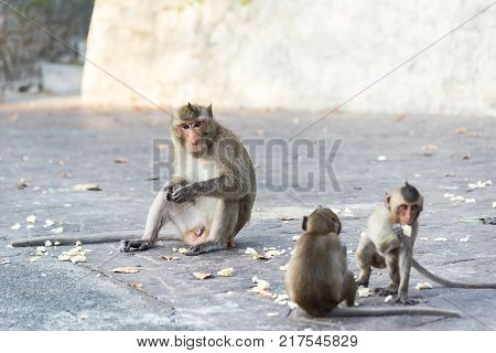 Long-tailed Macaque Monkey eat in the forest in Bali.Macaque monkey sitting with tree background