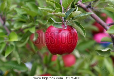 Pomme rouge