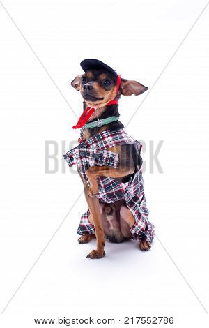 Puppy wearing cute fashion apparel. Adorable chihuahua dog dressed in checkered shirt. Tiny animal and fashion.