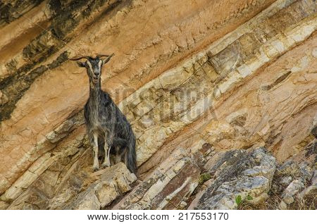 close up of goat perched on the rocky promontories of the mountains surrounding the famous myrtos beach on kefalonia island greece