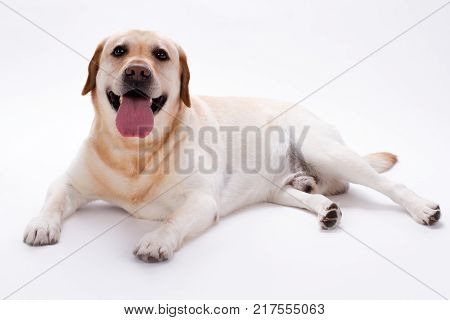 Happy retriever labrador on white background. Cute yellow retriever labrador with stick out tongue on white background. Adorable dog breed.