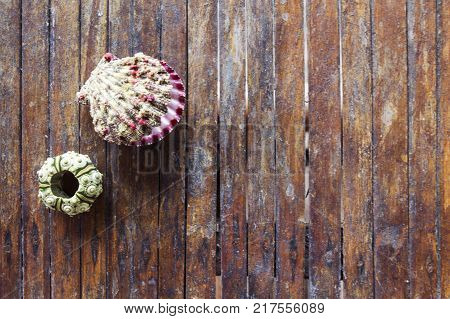 Sea shells on rustic wooden table. Seashells on wood top view photo. Seaside vacation banner template. Shabby chic design with seashore finding. Scallop shell closeup. Exotic island seashore backdrop