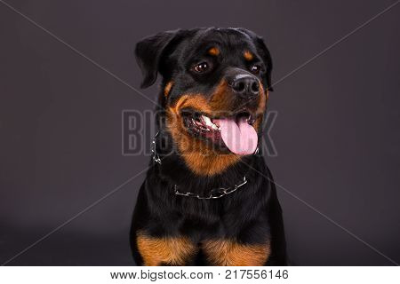 Portrait of cute rottweiler dog. Young black and brown rottweiler dog on dark background, studio shot. Real and confident defender.