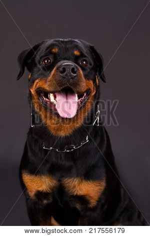 Portrait f beautiful young rottweiler. Cute young rottweiler dog on dark background, studio shot. Photo of rottweiler several months old.