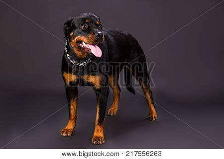 Cute rottweiler puppy, studio shot. Adorable domesticated rottweiler dog on studio background. Confident and domestic guard.