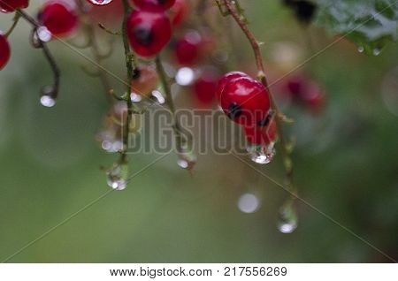 Red currant bush with raindrops, morning light. Redcurrant berries in the garden after rain. Ribes rubrum - gooseberry Grossulariaceae. close up macro
