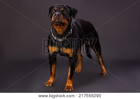 Black and brown dog, rottweiler portrait in studio. Young rottweiler dog standing on dark background, srudio shot. Adorable domestic pet.